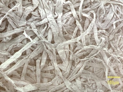 電子顕微鏡で見たセルロースファイバー